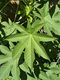 Ricinus communis leaf