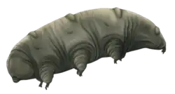 Reconstruction of Paradoryphoribius, from the Miocene (23–5.3&nbsp;mya)