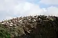 Gannets on Rouzic Island