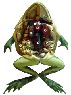 Dissected frog