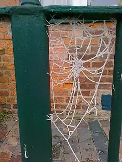 A spiderweb covered in frost