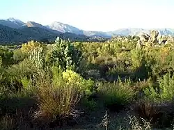 Fynbos heathland, South Africa