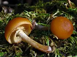 Two mushrooms, with brownish-orange caps, the shapes of hemispheres, laid on their sides. One mushroom shows its gills, which are very light brown in color, and a stem that ranges from whitish near the top to the same brown color as the cap near its base. Close to the top, near the attachment to the cap, the stem has a membranous ring of whitish-light brown tissue.