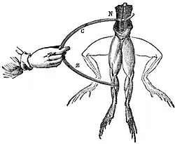 Electrodes touch a frog, and the legs twitch into the upward position.[15] (see also: Frog galvanoscope)