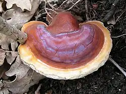 Upper surface view of a kidney-shaped fungus, brownish-red with a lighter yellow-brown margin, and a somewhat varnished or shiny appearance