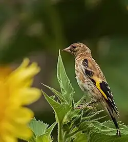 C. c. carduelis, juvenile, Germany