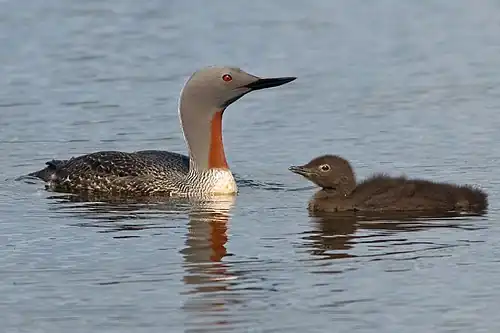 Adult in breeding plumage with juvenile