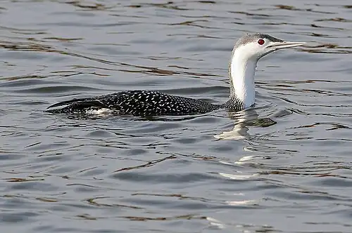 in non-breeding plumage: the speckled back gives the bird its specific name