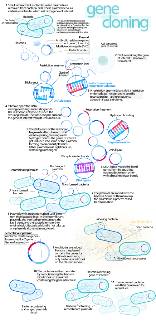 Process of gene cloning