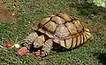 African spurred tortoise from the Oakland Zoo