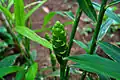 Ginger plant with flower