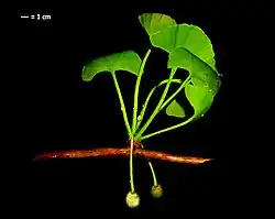 Extinct Ginkgo adiantoides, or possibly a new US taxon, G.&nbsp;cranei[54]