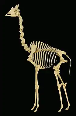 Giraffe skeleton showing the seven elongated cervical vertebrae