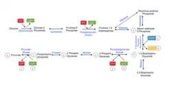 Glycolysis includes four phosphorylations, two that create ATP from ADP and two that use ATP and converting it into ADP. Glycolysis is the first step of metabolism and includes ten reaction ultimately resulting in one glucose molecule producing two pyruvate molecules