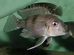 Limnochromini (E): Gnathochromis permaxillaris is a zooplanktivore with an unusual protractile mouth[57]