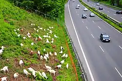 Goats managing a German motorway embankment