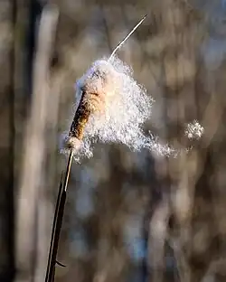 The seeds being dispersed by wind