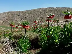 Plain of Fritillaria imperialis, Sepidan County