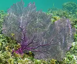 Sea fan Gorgonia ventalina (Octocorallia, part of Octocorallia)