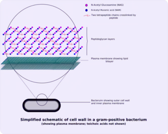 Gram-positive cell wall