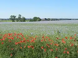 A field of lilac flowers under a blue sky, with dozens of poppies in the foreground. A house and trees are visible behind the field, and further still in the distance are green fields, a church spire, and hills.
