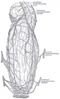 Blood vessels of the rectum and anus