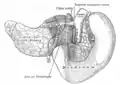 The pancreas and duodenum from behind