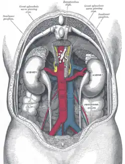 The relations of the viscera and large vessels of the abdomen, seen from behind