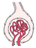 Glomerulus is red; Bowman's capsule is white.