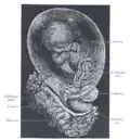Fetus of about 8&nbsp;weeks, enclosed in the amnion. Magnified a little over two diameters.