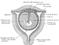 Sectional plan of the gravid uterus in the third and fourth month