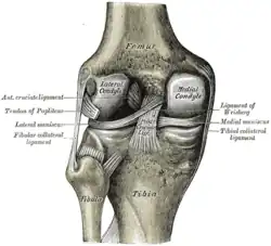 Left knee-joint from behind, showing interior ligaments.