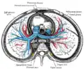 Transverse section of thorax, showing relations of pulmonary artery.