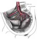 Arteries of the pelvis