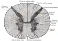 Cross-section through the spinal cord at the mid-thoracic level