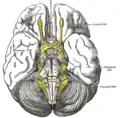 Base of brain.