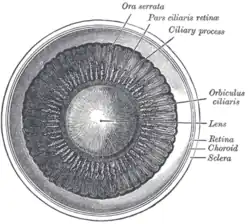 Interior of anterior chamber of eye