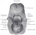 The entrance to the larynx, viewed from behind