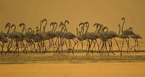 Greater flamingo at the Rann of Kutch