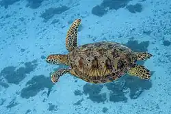 Green sea turtle swimming
