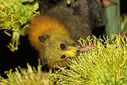A golden-coloured bat using its tongue to feed on the nectar of a yellow flower
