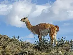 Torres del Paine, Chile