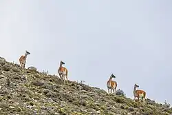 Watching for danger in Torres del Paine in Patagonia