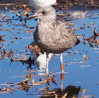 A gull with rings on both legs. The orange ring is alphanumeric; the large characters makes it easy to read from a distance