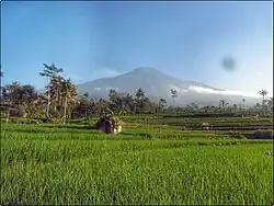 Limpakuwus rice fields in Sumbang sub-district, Central Java, by Mount Slamet