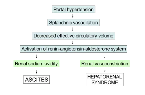 Diagram: portal hypertension leads to splanchnic vasoconstriction, which decreases effective circulatory volume. This activates the renin–angiotensin–aldosterone system, which leads to ascites due to kidney sodium avidity and hepatorenal syndrome due to kidney vasoconstriction.