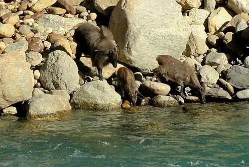 Himalayan tahrs (male, kid and female) drinking from the Bhagirathi River near Uttarkashi, India