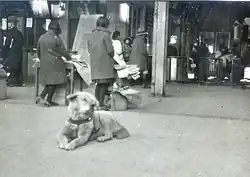 Dog laying down at a train station