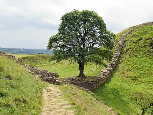 The Sycamore Gap tree, which was felled in 2023 in an act of vandalism (also known as the "Robin Hood Tree", because it appeared in the film Robin Hood: Prince of Thieves)[58]