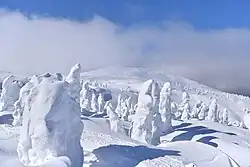 Snow covered trees covering a mountainside